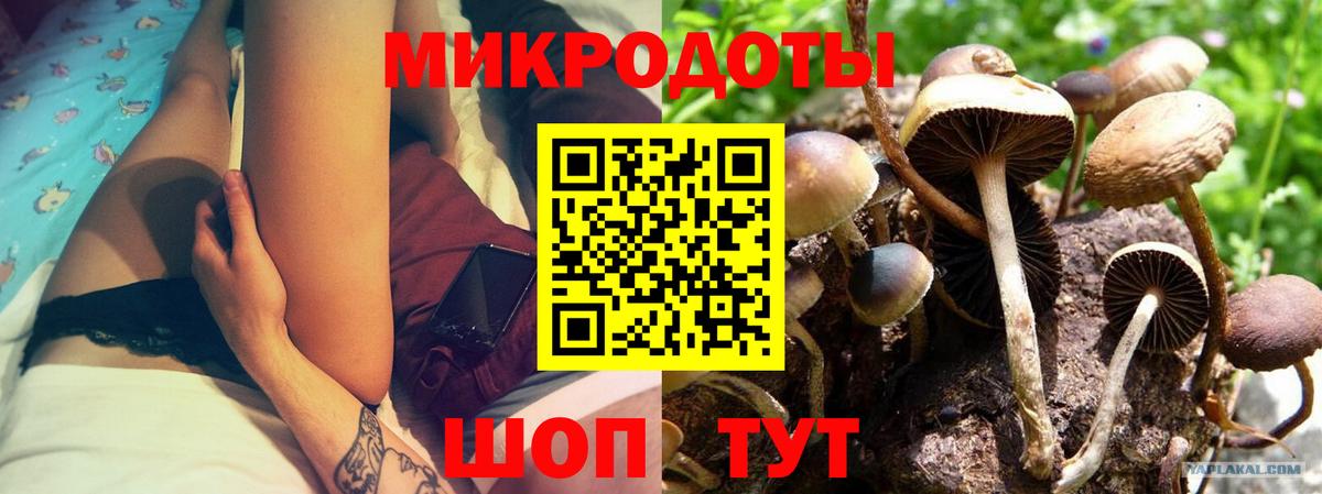 Михайловка  Псилоцибиновые грибы Psilocybe  Вход с VPN 